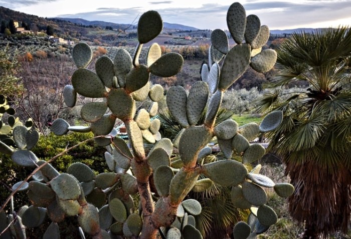 仙人掌爛莖治療