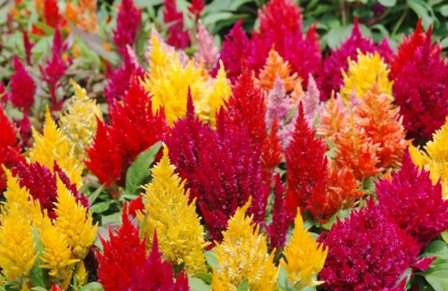 雞冠花種植季節