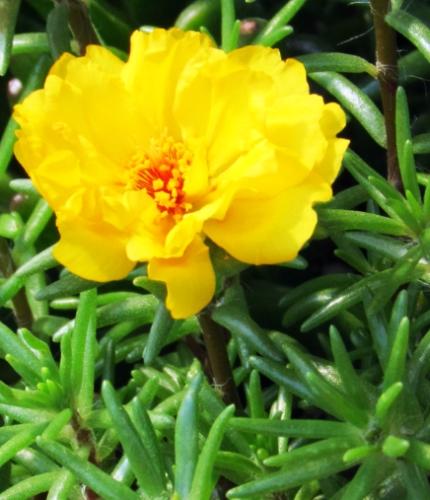 松葉牡丹開花時間