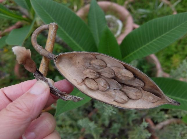 雞蛋花種植方法 雞蛋花種植方法