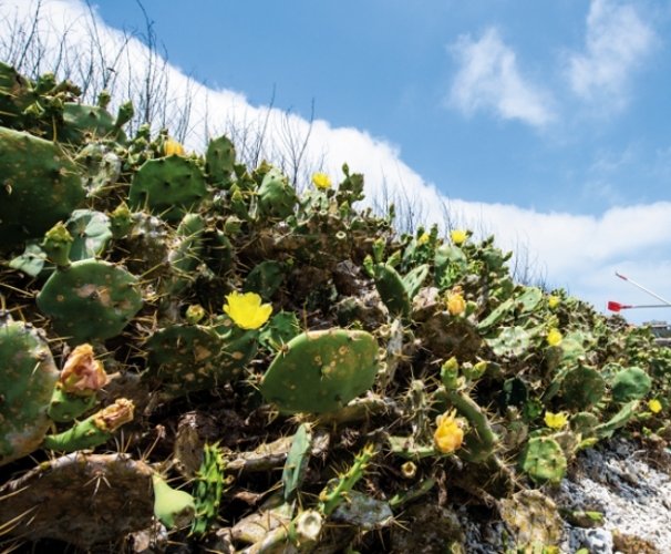 仙人掌果實營養