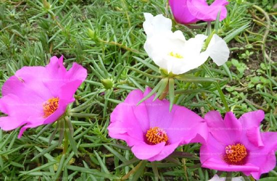 松葉牡丹冬季養護