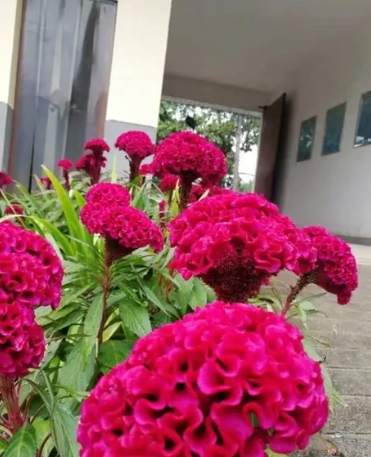 雞冠花栽培 雞冠花栽培