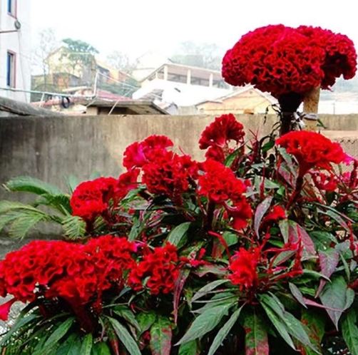 雞冠花栽培 雞冠花栽培