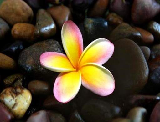 雞蛋花澆水注意事項 雞蛋花澆水注意事項