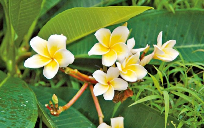 雞蛋花喬木品種