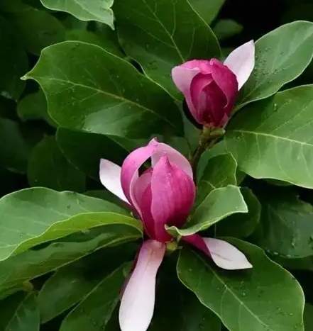 雞蛋花養護大小