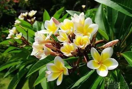 雞蛋花種植問題