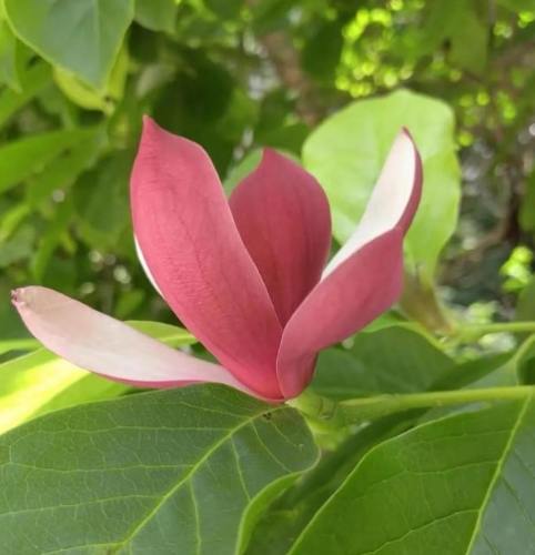 台灣玉蘭花賞花