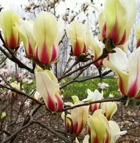 雞蛋花盆栽選擇