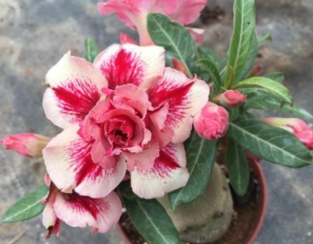 沙漠玫瑰落葉原因