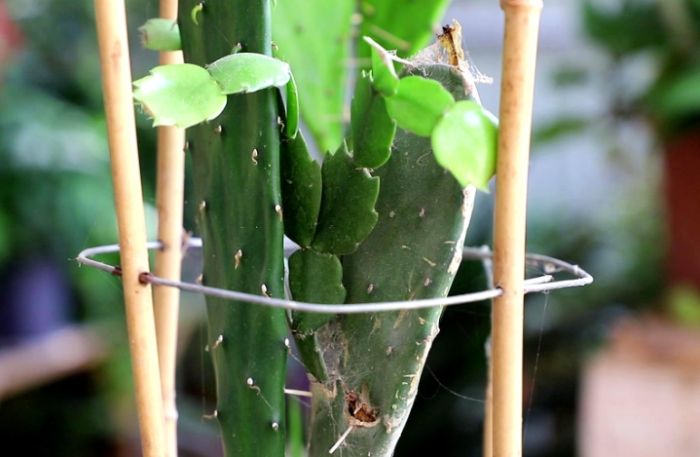 仙人掌根部腐爛 仙人掌根部腐爛