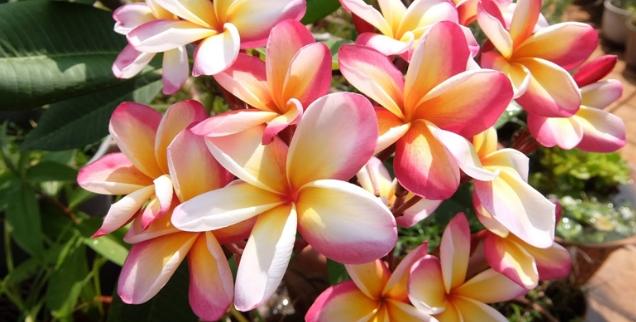 雞蛋花分枝方法