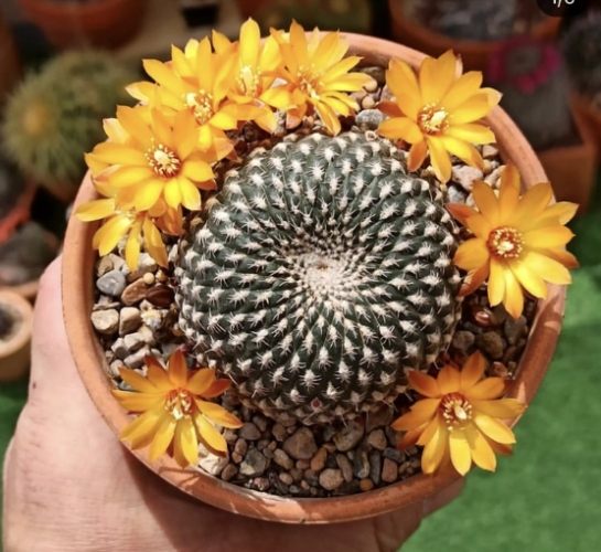 仙人掌根部腐爛 仙人掌根部腐爛