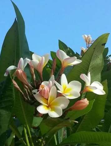 雞蛋花照顧 雞蛋花照顧