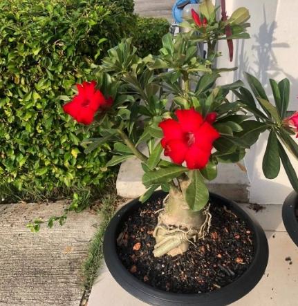 沙漠玫瑰落葉原因