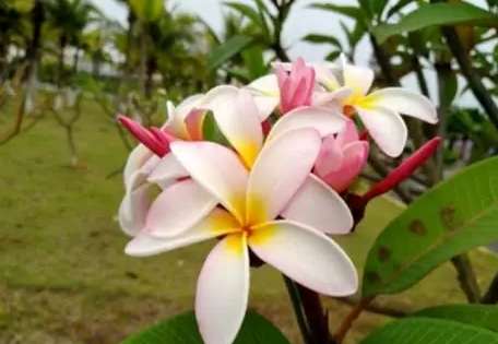 雞蛋花修剪時機