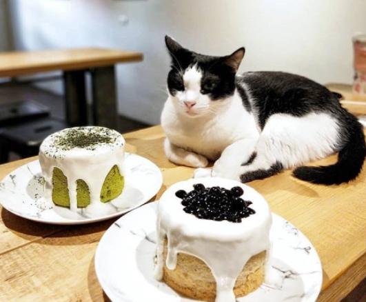 寵物友善餐廳安平