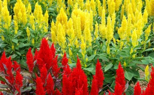 雞冠花種植 雞冠花種植