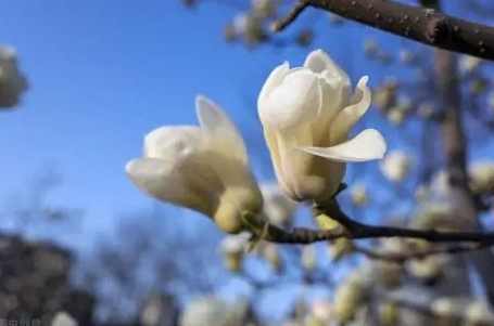 玉蘭花移植時機