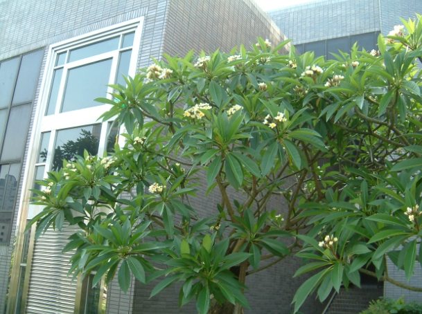 雞蛋花種植結果