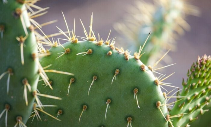 仙人掌爛莖預防