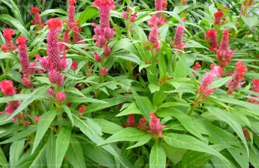 雞冠花種植方法