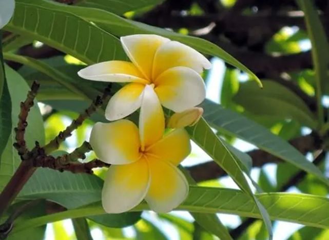 雞蛋花繁殖 雞蛋花繁殖