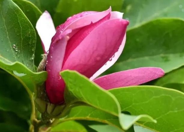 雞蛋花養護大小