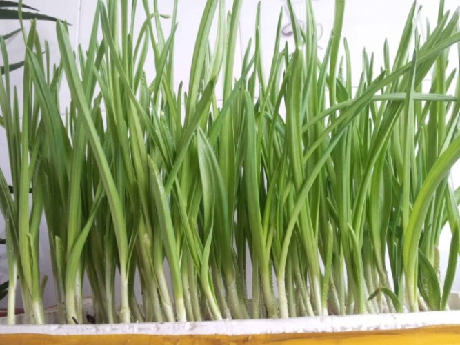 小蒜苗料理 小蒜苗料理