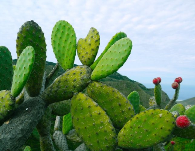 仙人掌果實食用