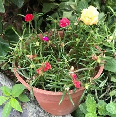 松葉牡丹種子發芽