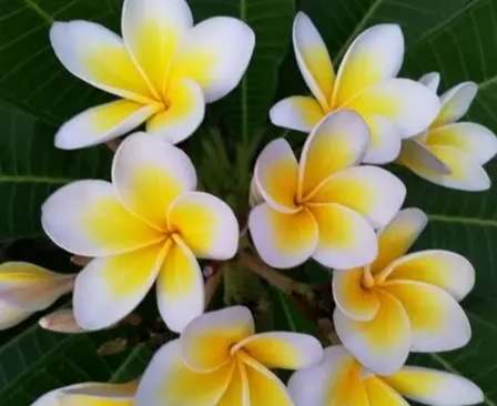 雞蛋花種植方法 雞蛋花種植方法