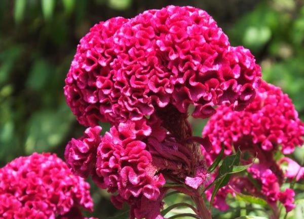 雞冠花插枝技巧