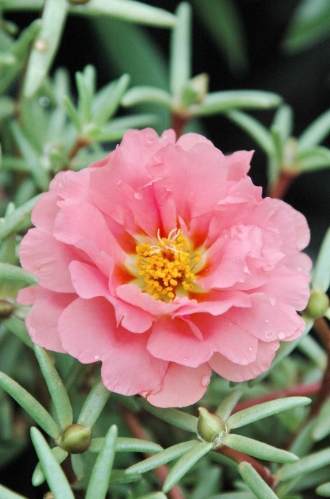 多肉植物繁殖方法