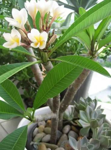 雞蛋花繁殖技巧