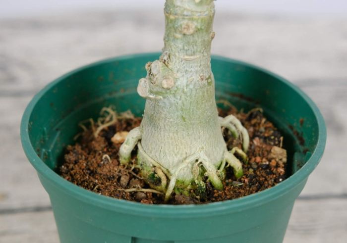 葉斑病症狀治療 葉斑病症狀治療