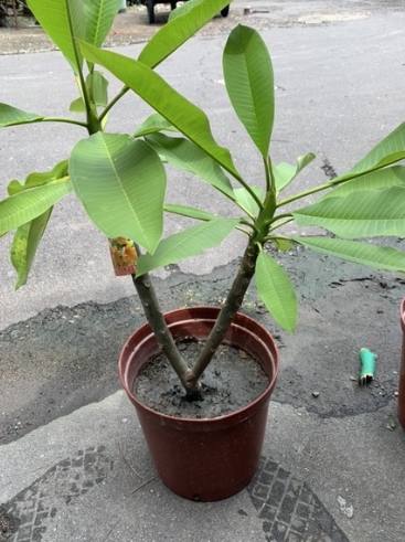 雞蛋花喬木養護