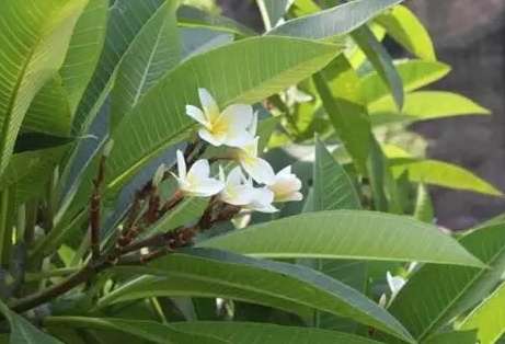 雞蛋花澆水頻率 雞蛋花澆水頻率