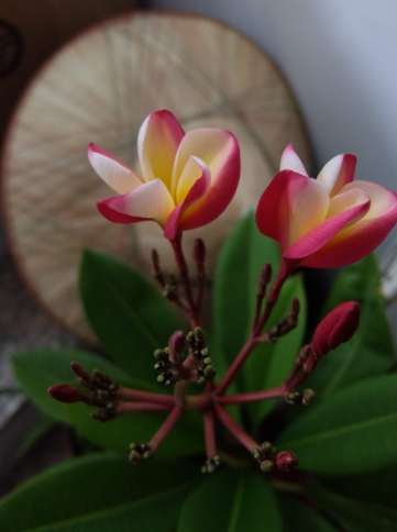 盆栽雞蛋花技巧 盆栽雞蛋花技巧