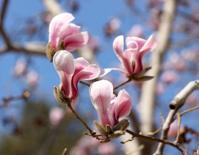 雞蛋花盆栽選擇