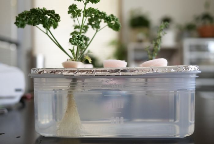 松葉牡丹水培常見問題