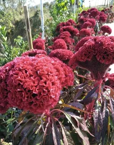 雞冠花發芽條件