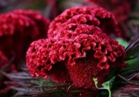 雞冠花種植季節