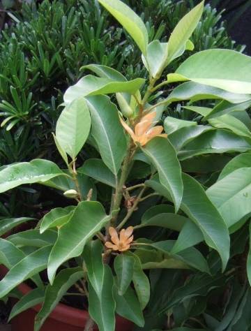 玉蘭花種子發芽