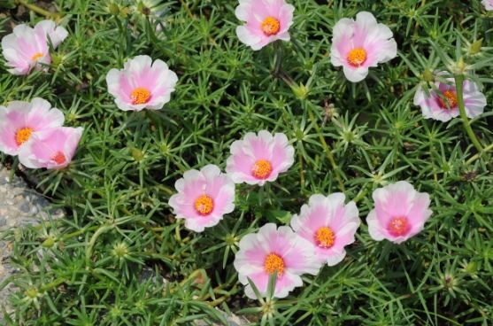 松葉牡丹防寒方法