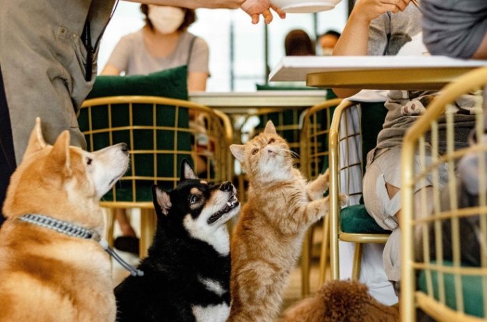 寵物友好餐廳台南