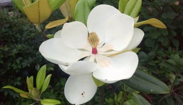 玉蘭花照顧技巧