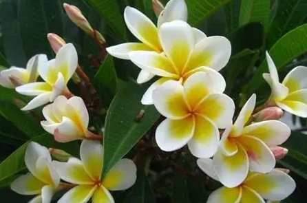 雞蛋花修剪時機