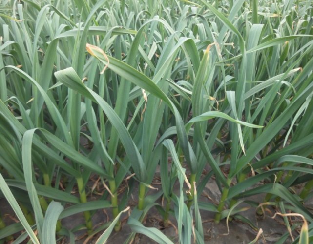 小蒜苗料理 小蒜苗料理